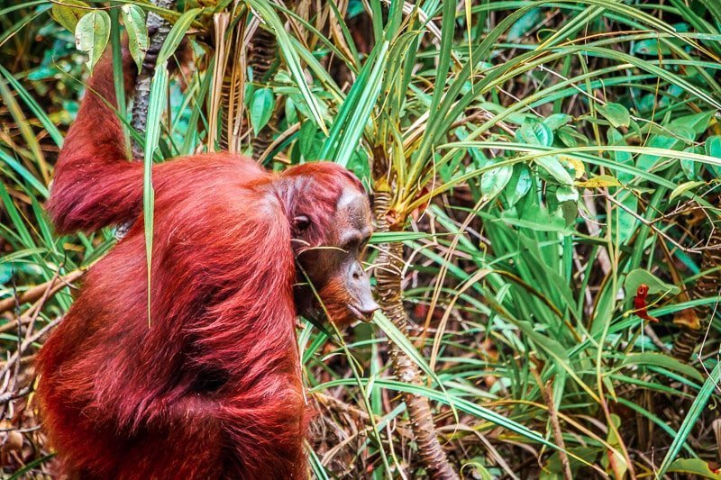 Borneo Orang Utan Drohung Kussmund Tanjung Puting Nationalpark