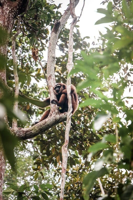 Borneo Orang Utan Gibbon Tanjung Puting Nationalpark