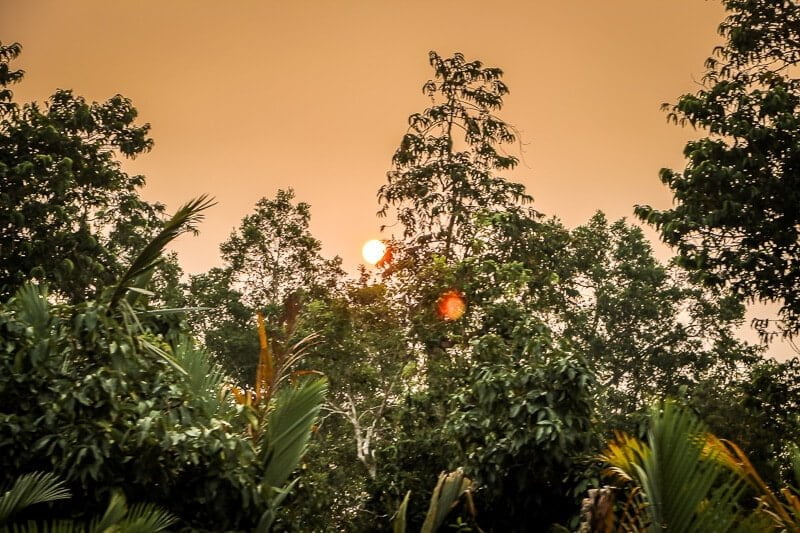 Borneo Orang Utan Tanjung Puting Nationalpark Sonnenuntergang