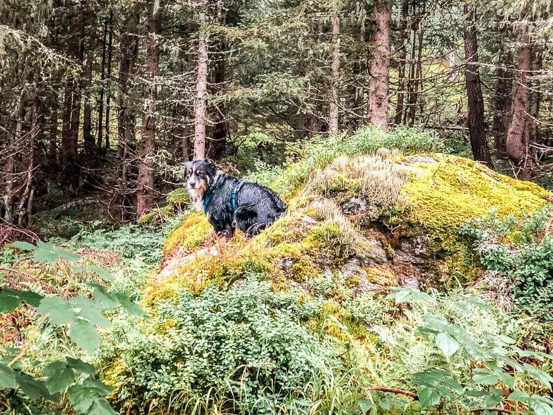Hund Skye Vandogblog in der Großfragant im Mölltal