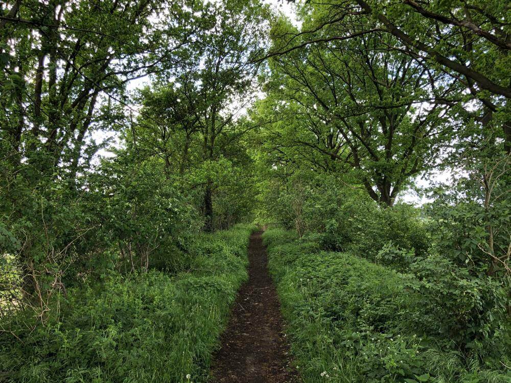 Schmaler Wanderpfad im grünen Birgeler Urwald am Niederrhein in NRW