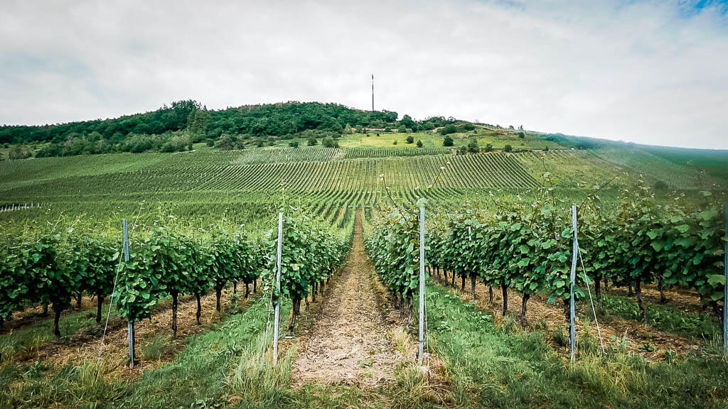 Traben-Trarbach - Weinreben des Weinanbaugebietes Reifer