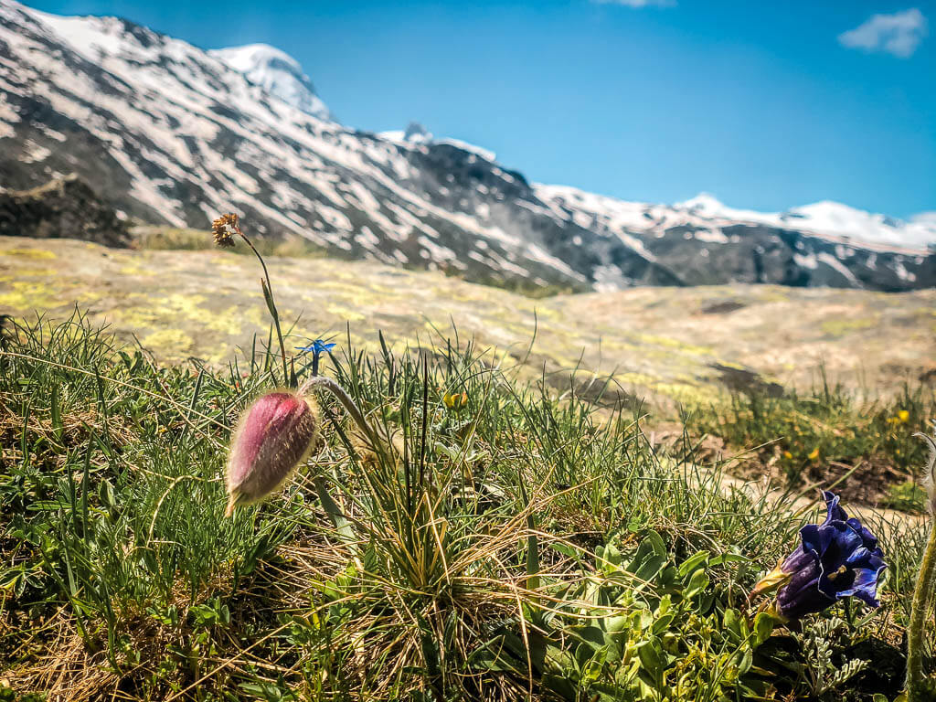 Zermatt Biken auf der 4-Seen-Tour - Berglandschaft mit Alpenblumen