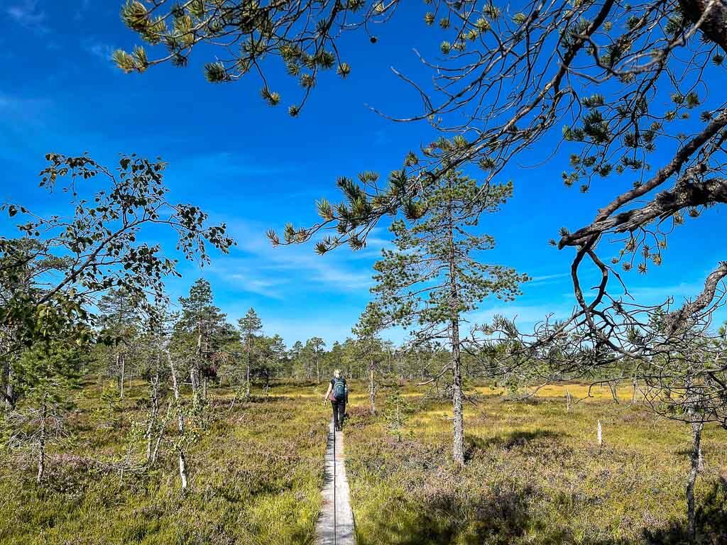 Wandern durch die Moor- und Waldlandschaft des Gyllbergen Naturreservats bei Borlänge in Dalarna