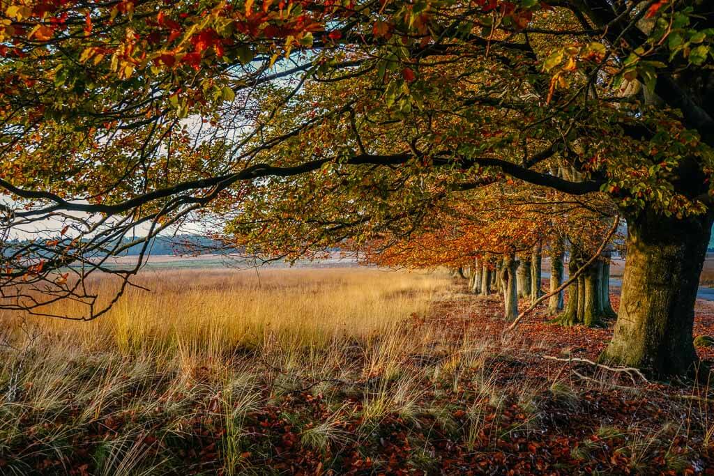 De Hoge Veluwe Nationalpark - Baumallee im goldenen Herbstlicht