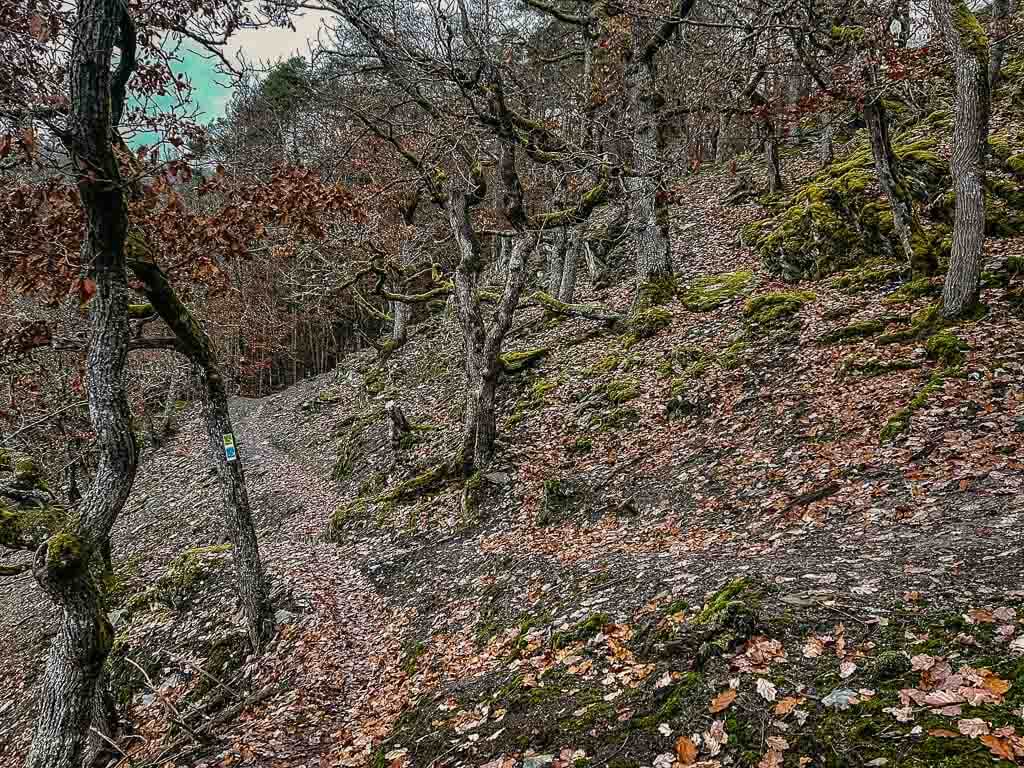 Wispertaunussteig Wanderweg an der Spitzen Ley mit Krüppeleichen