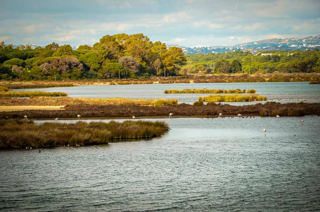 Flamingos und andere Vögel im Naturpark Ria Formosa auf dem Ludo Trail