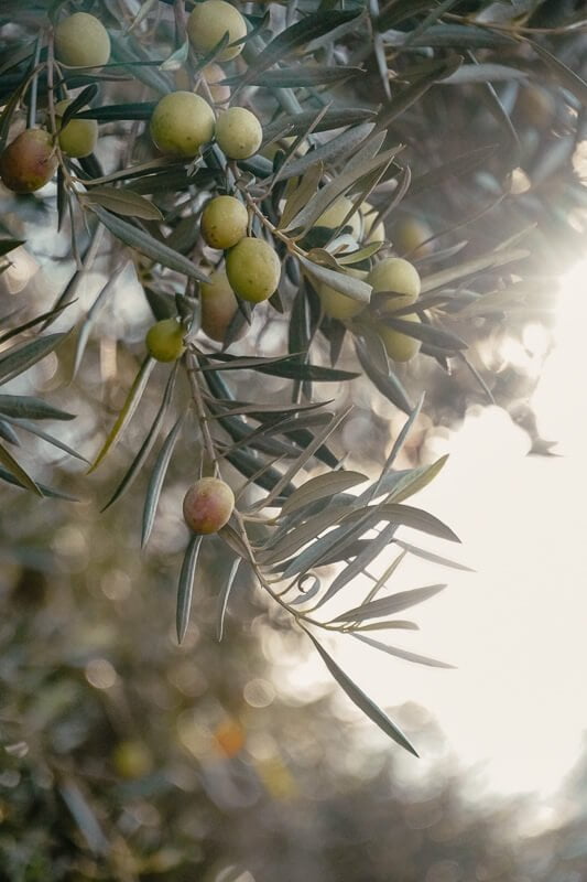 Olivenbaum im Sonnenlicht bei Alcoutim an der portugiesischen Algarve