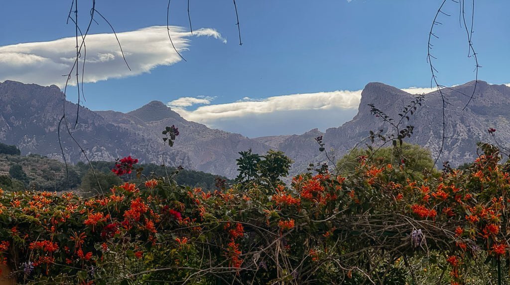 Blühende Blumen und die Gipfel der Serra de Tramuntana im Tal von Soller