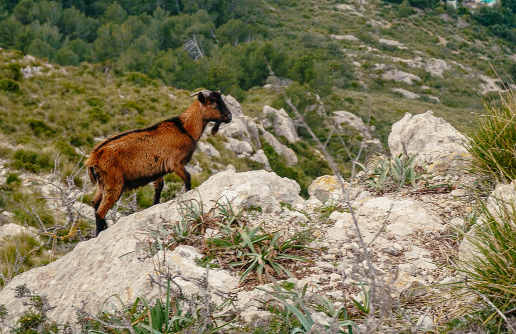 Ziege in der Serra de Tramuntana auf Mallorca