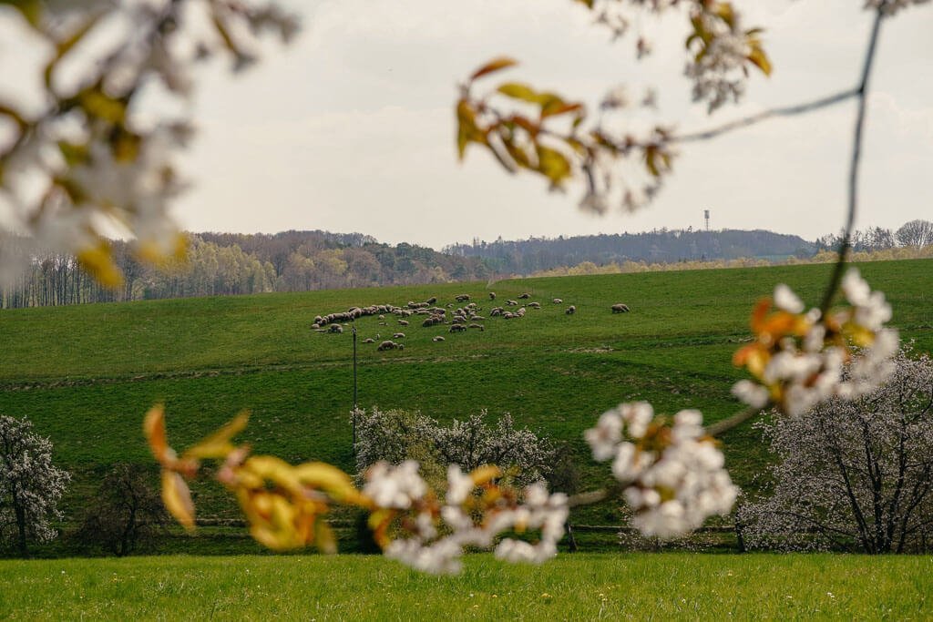 Frühlingshafte Landschaftsidylle mit Schafen auf dem Weg zum Kloster Marienthal in der Region Westerwald-Sieg