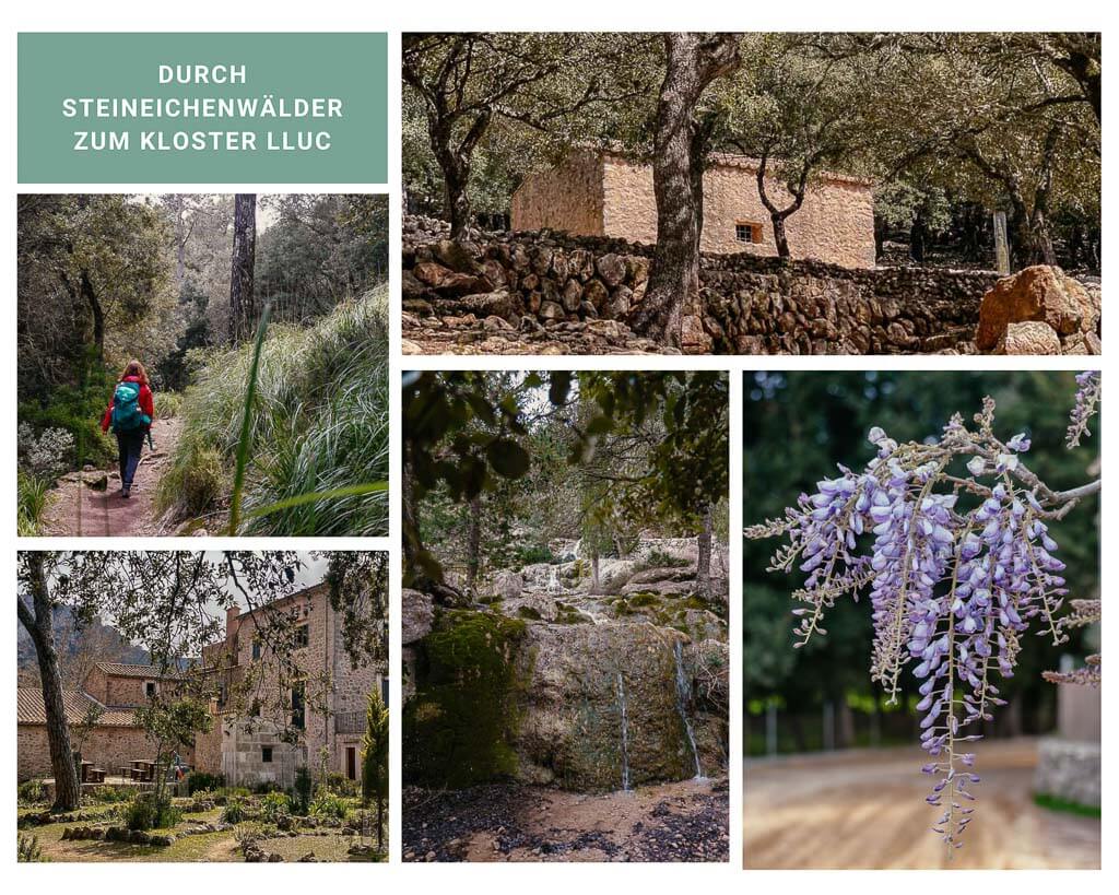 Wandern durch Steineichenwälder in der Serra de Tramuntana auf dem Weg zum Kloster Lluc