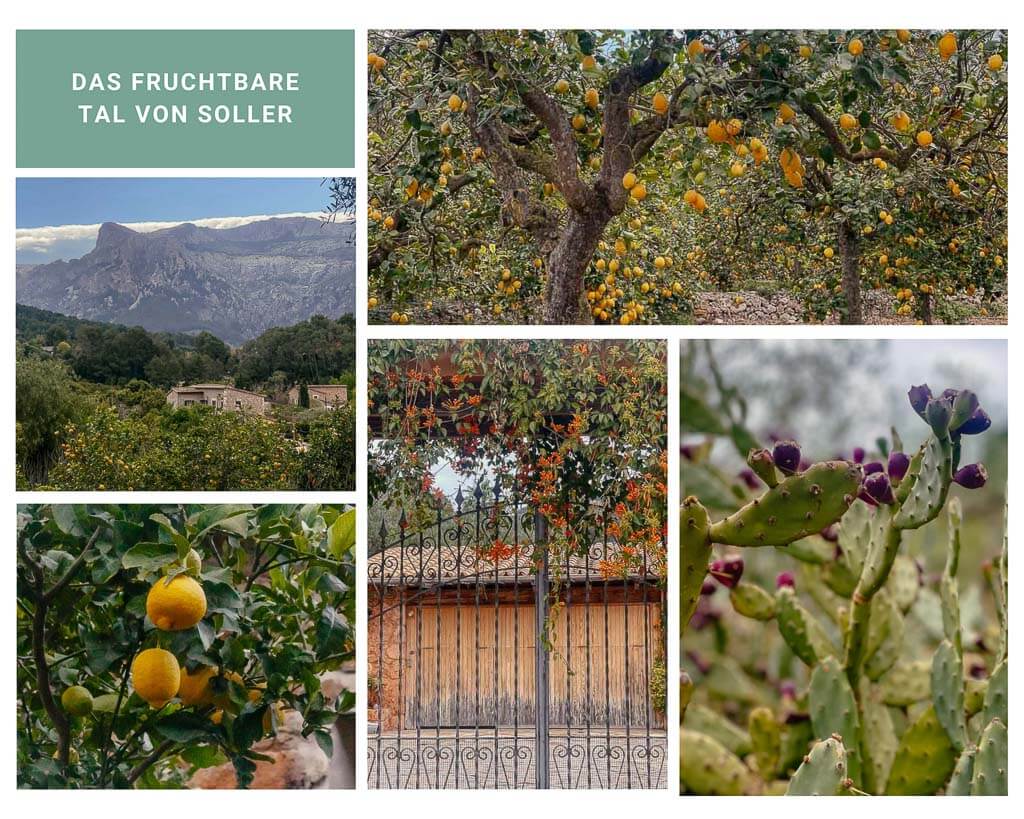 Zitronen-und Orangenplantagen im Tal von Soller in der Serra de Tramuntana