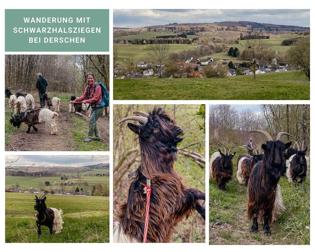 Wandern mit Ziegen rund um Derschen in der Region Westerwald-Sieg