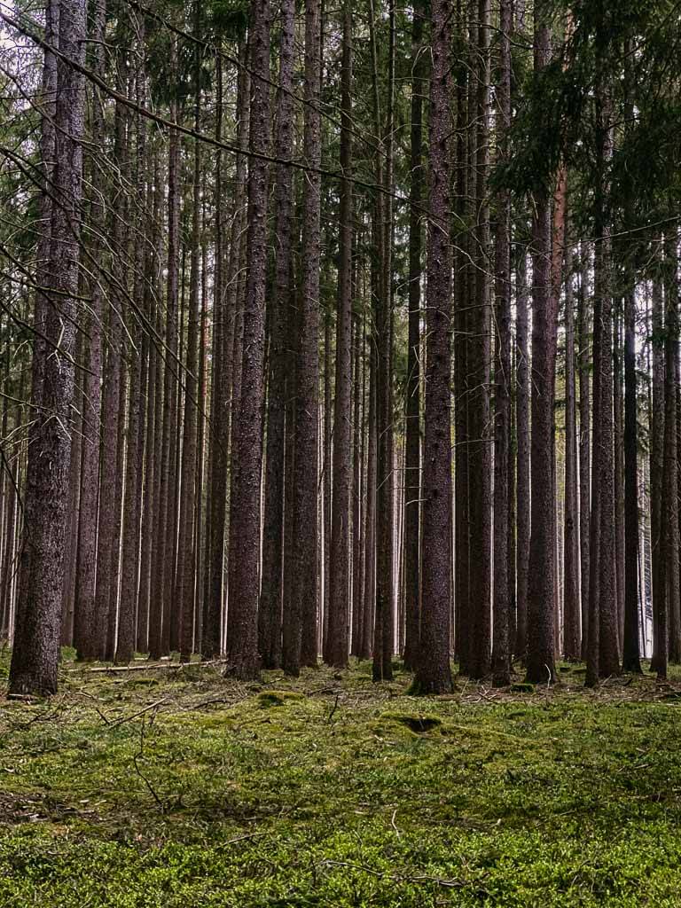 Wandern im Frankenwald durch einen grünen Fichtenwald bei Naila