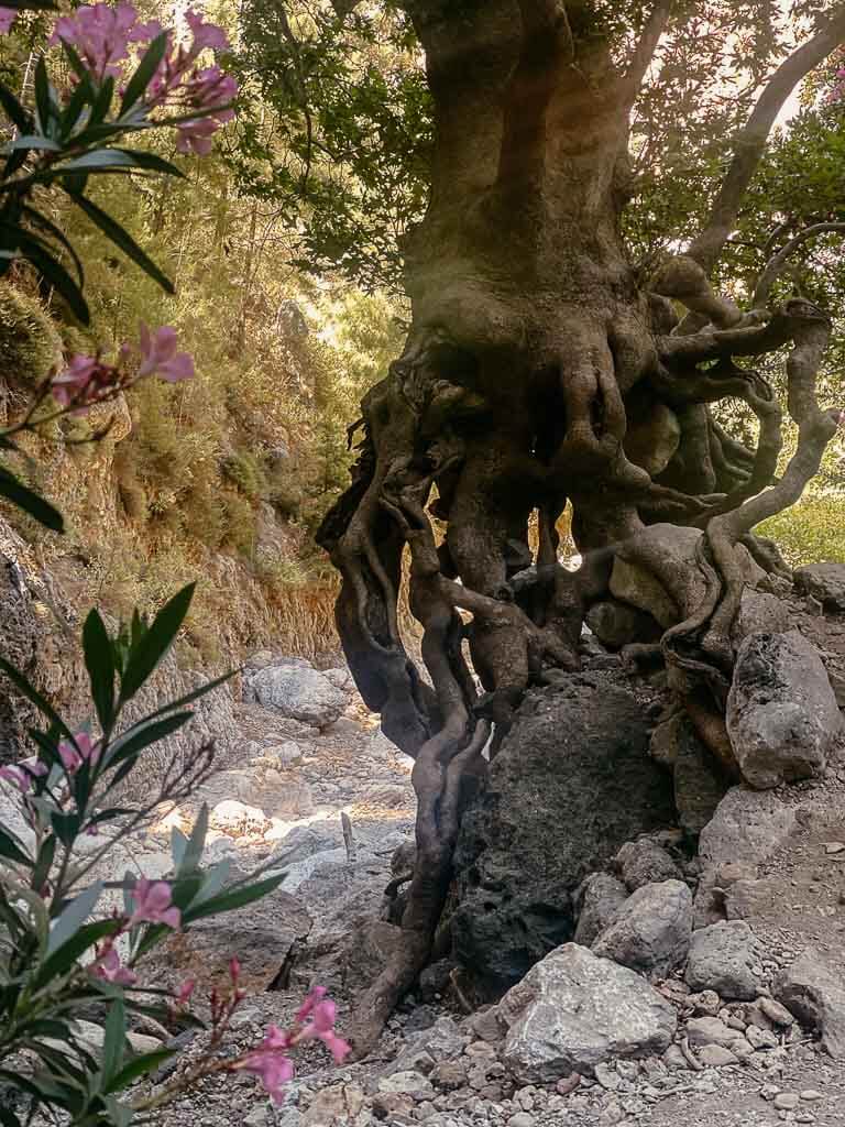 Kretas Schluchten - Alter Baum in der Agia Irini Schlucht