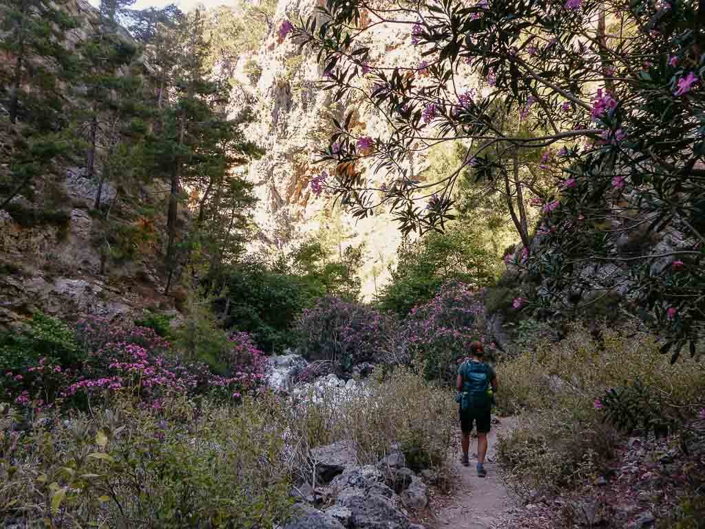 Kretas Schluchten - Couchflucht beim Wandern mit Oleanderbüschen in der Irini Schlucht