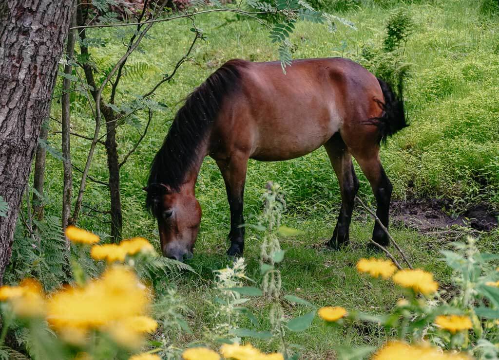 Exmoor-Pony im Hutewald-Projekt in der Solling-Vogler-Region