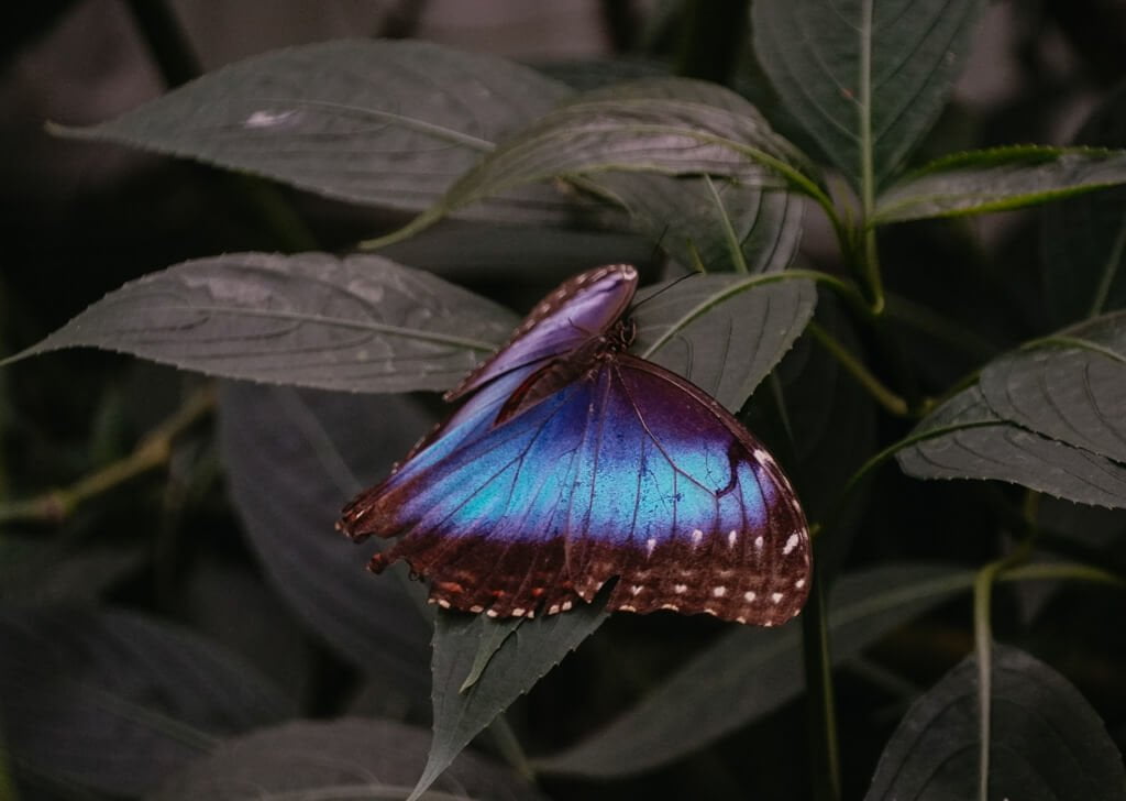 Schmetterling im Schmetterlingspark Uslar