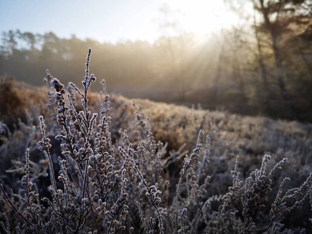 Frostige Heide im Winter auf dem Heidschnuckenweg