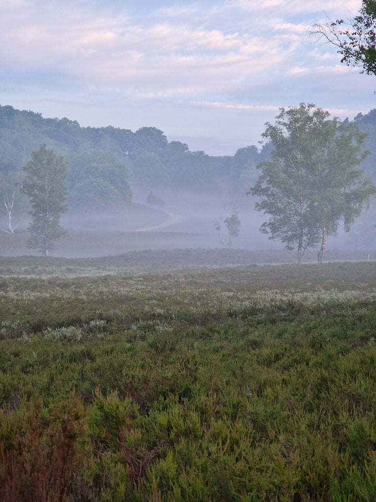 Frühnebel morgens auf dem Heidschnuckenweg in der Lüneburger Heide