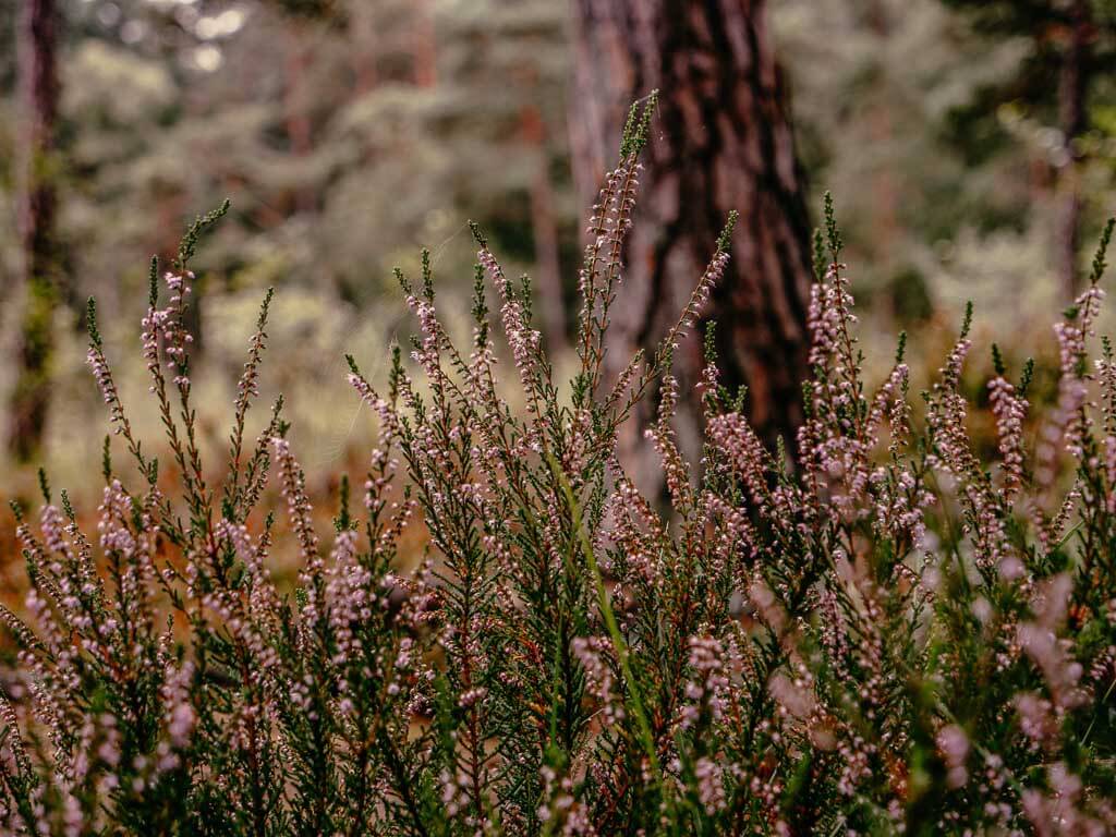 Heidekraut im Kiefernwald beim wandern im Teutoburger Wald