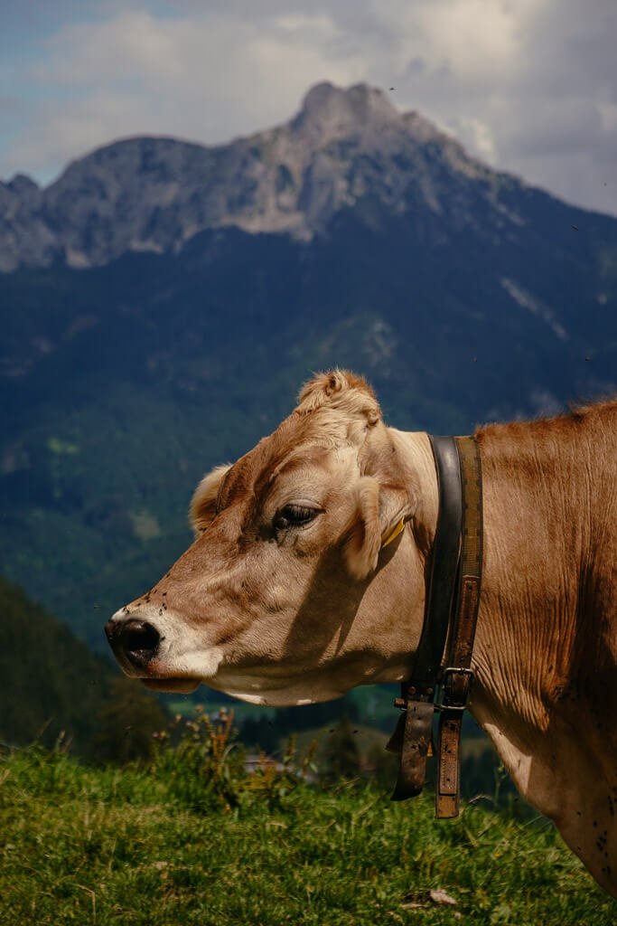 Kuh vor Alpenpanorama auf dem Lechweg