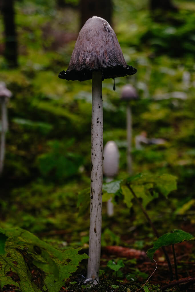 Pilz im Wald auf dem Lechweg