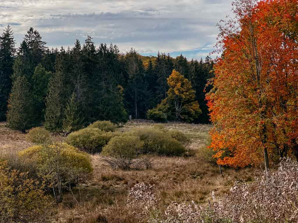 Herbstliche Idylle am Ederhöhenweg auf dem Rothaarsteig
