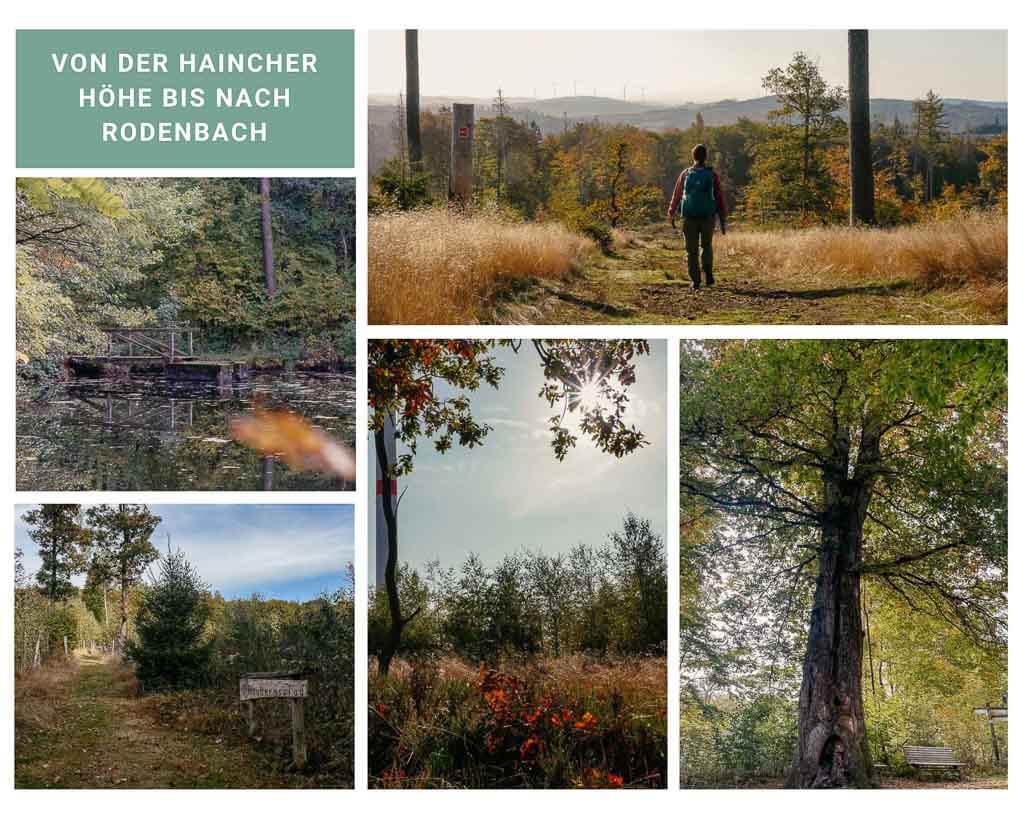 Rothaarsteig von der Haincher Höhe bis nach Rodenbach