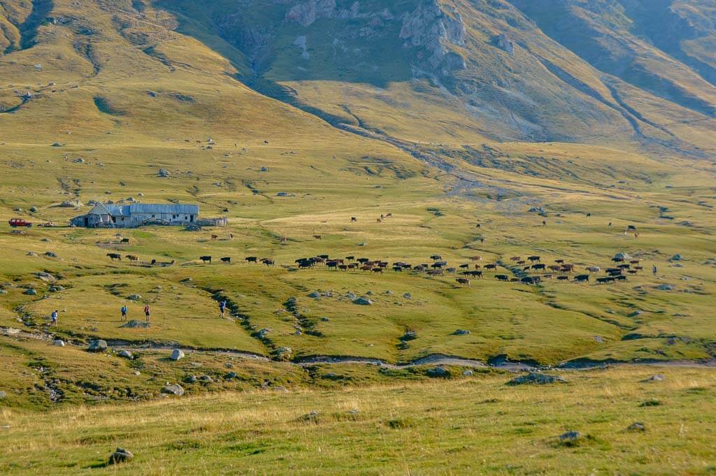 Peaks of the Balkans - Kuhherden in Doberdol (Albanien)