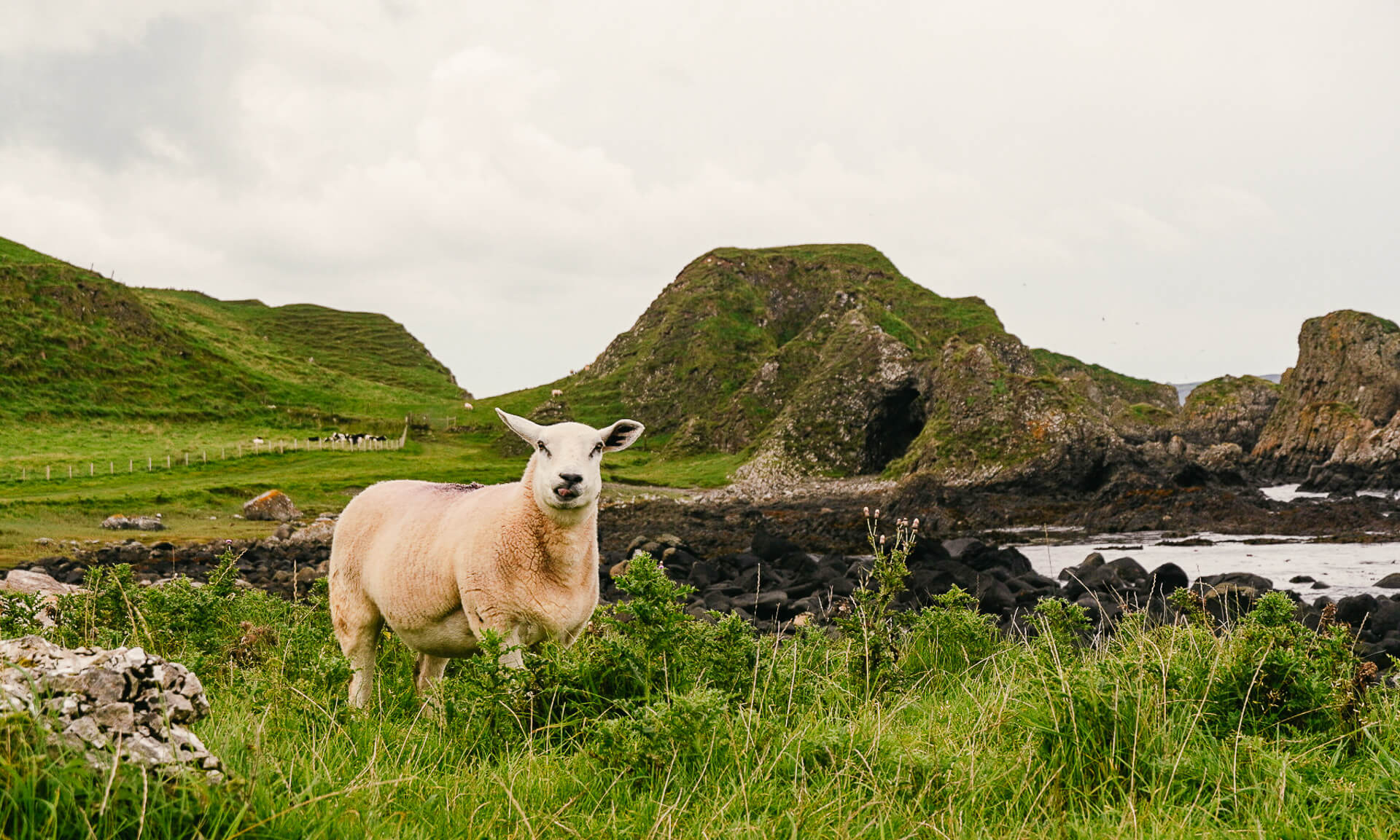 Schaf beim Wandern an der Causeway Coast in Nordirland