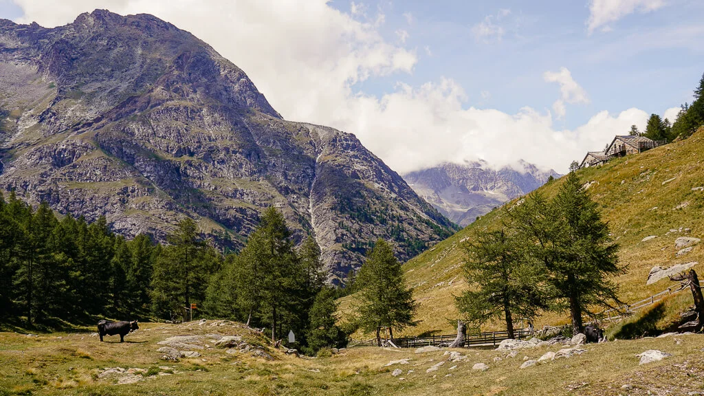 Saastal wandern auf dem Rundwanderweg Furggstalden mit Eringer Kuh an der Furggalp