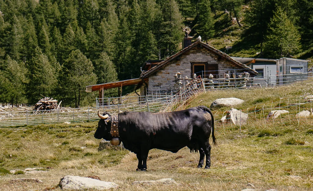 Eringer Kuh aus dem Wallis an der Furggalp im Saastal