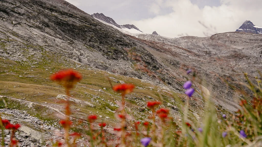 Blumen und Bergwelt beim wandern am Mattmark Stausee im Saastal