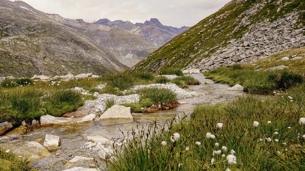Idyllische Hochmoorlandschaft mit Wollgras auf dem Weg zum Monte-Moro-Pass im Saastal