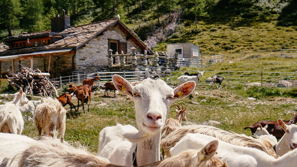 Ziegen an der Unteren Furggalp bei Furggstalden im Saastal