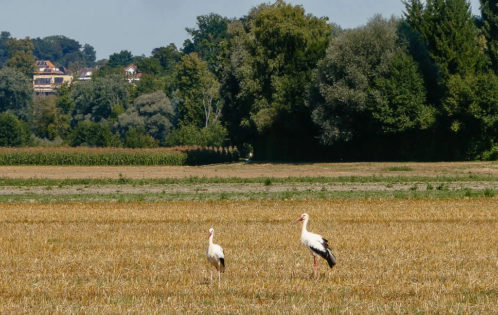 Störche im Naturpark Gantrisch bei Belp
