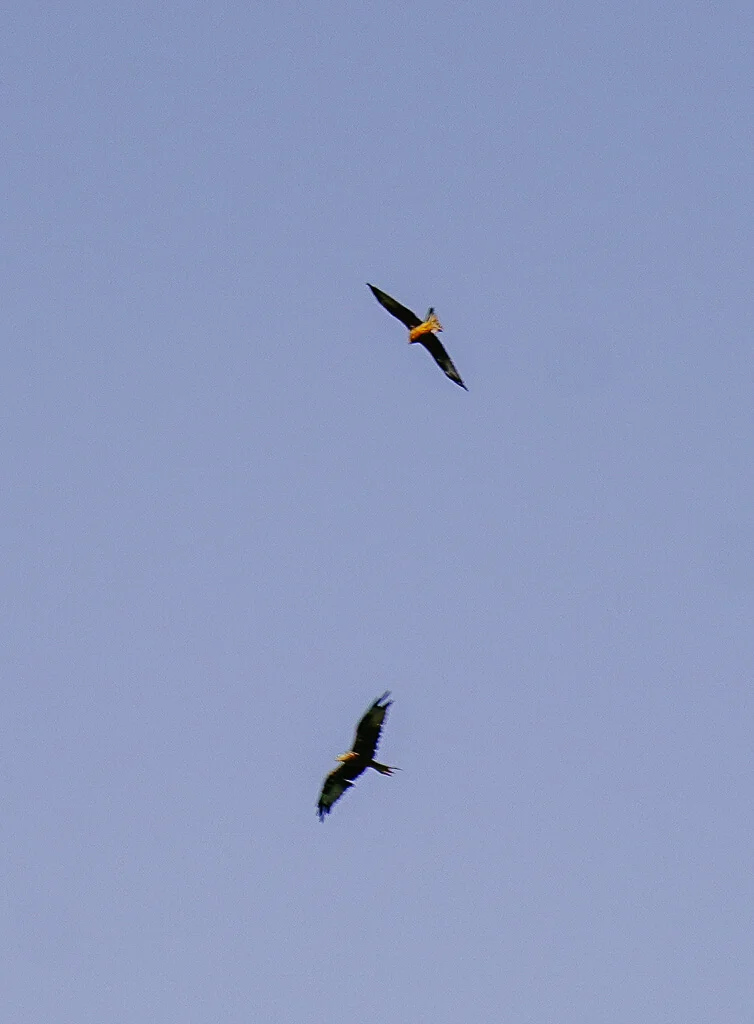 Greifvögel im Naturpark Gantrisch