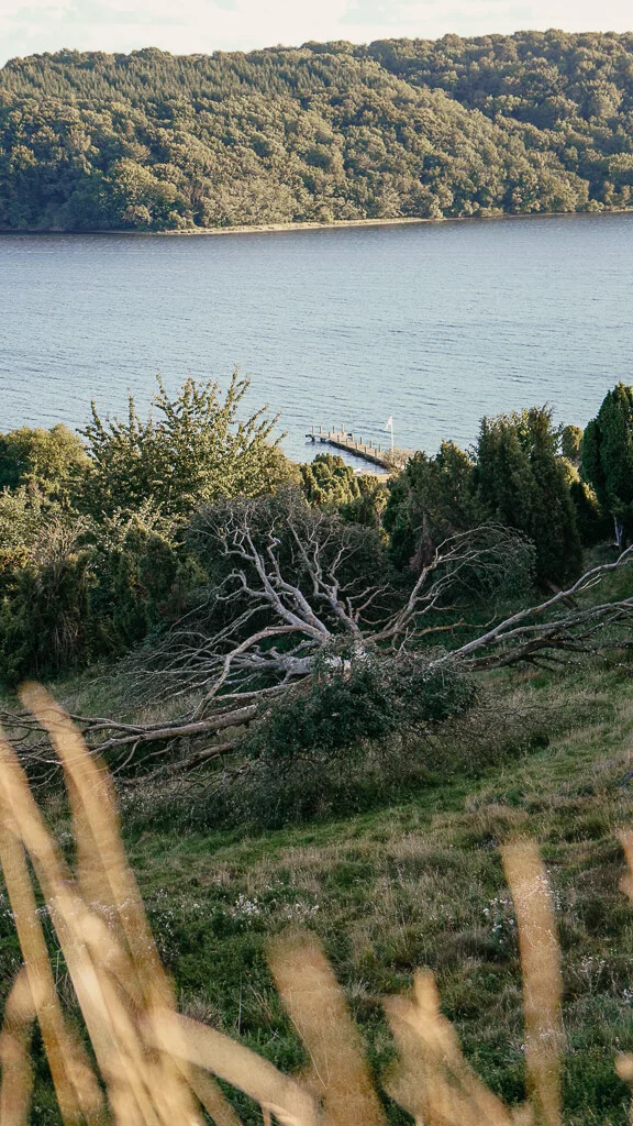 Baum am Mariagerfjord in Himmerland, Dänemark