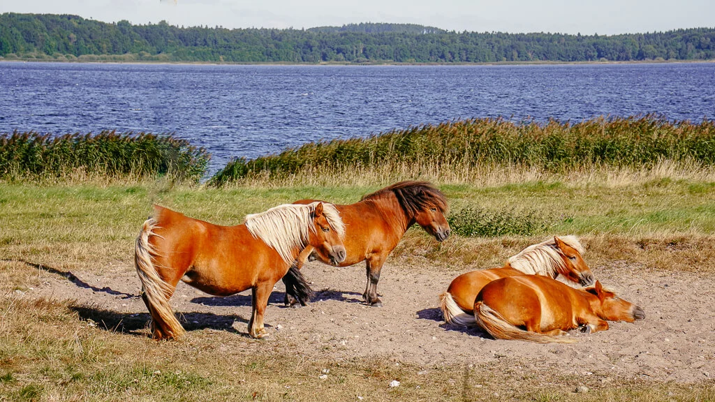 Pferde am Mariagerfjord während der Radtour auf der Panoramaroute