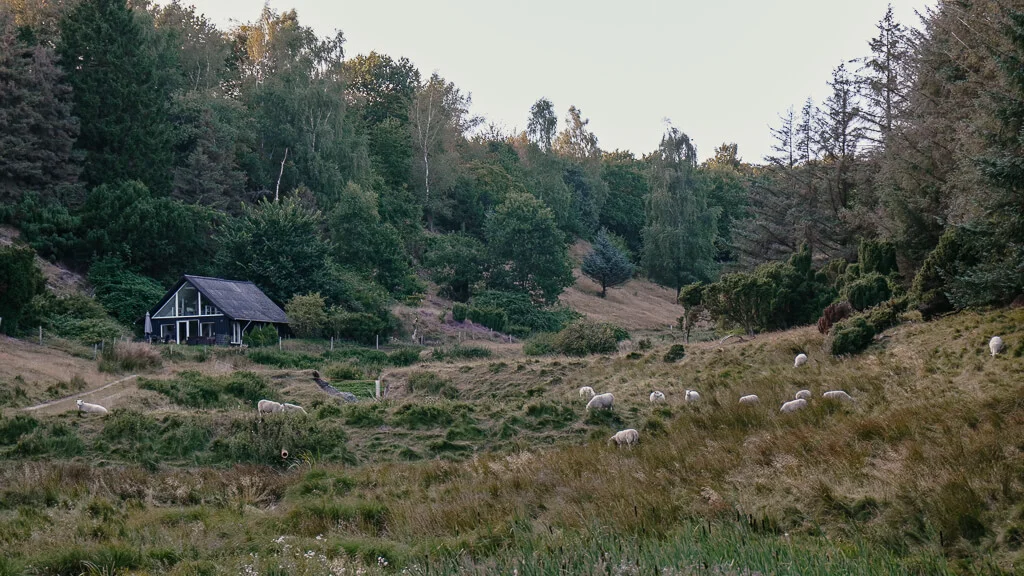 Schafe beim wandern auf der Mariagerfjord Panoramaroute bei Hobro