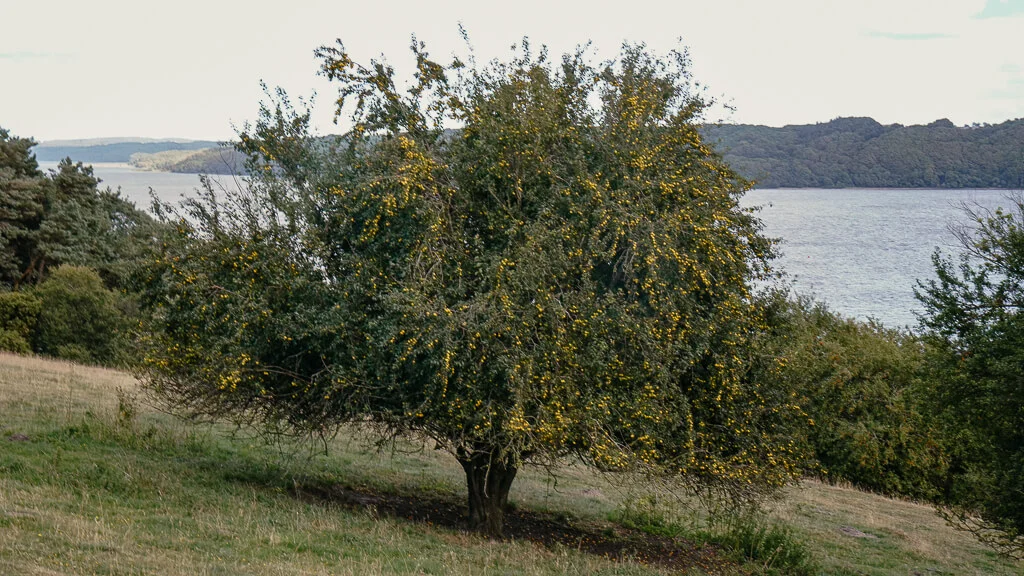 Mirabellenbaum am Mariager Fjord beim wandern auf der Mariagerfjord Panoramaroute in Himmerland
