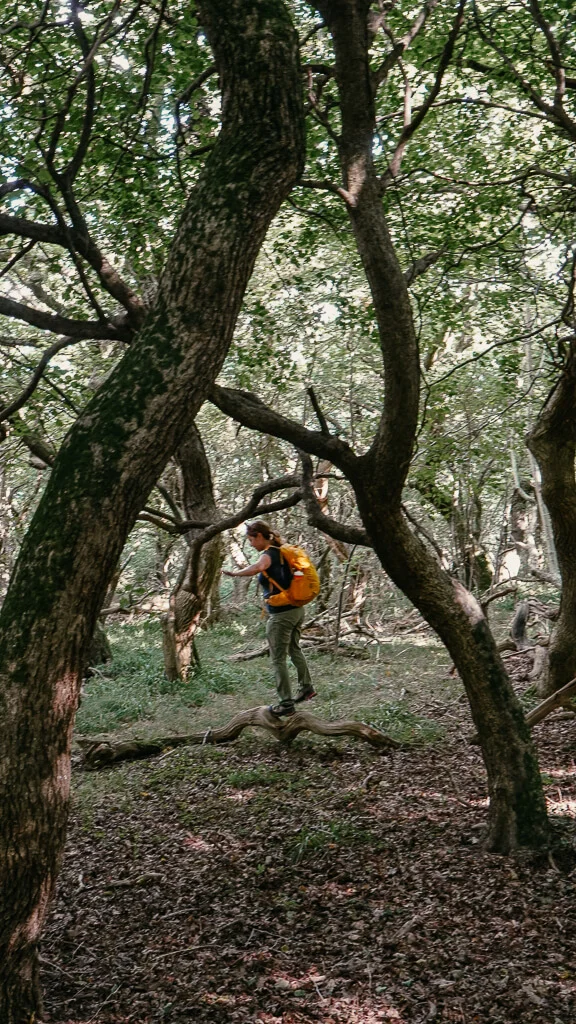 Wandern in Himmerland Im verwunschenen Zauberwald auf der Louns Halbinsel