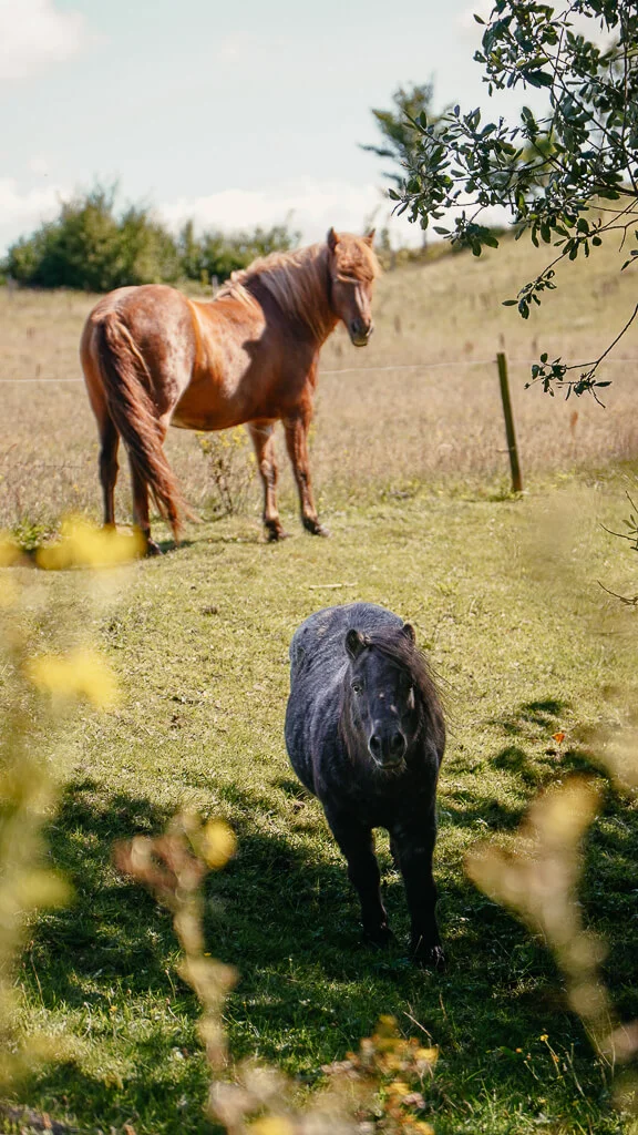 Pferde beim wandern in Himmerland auf der Louns Halbinsel