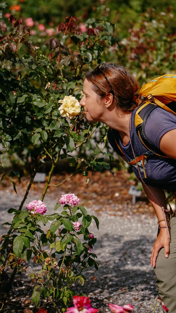 Couchflucht riecht an Rose im Rosengarten in Mariager in Himmerland, Dänemark