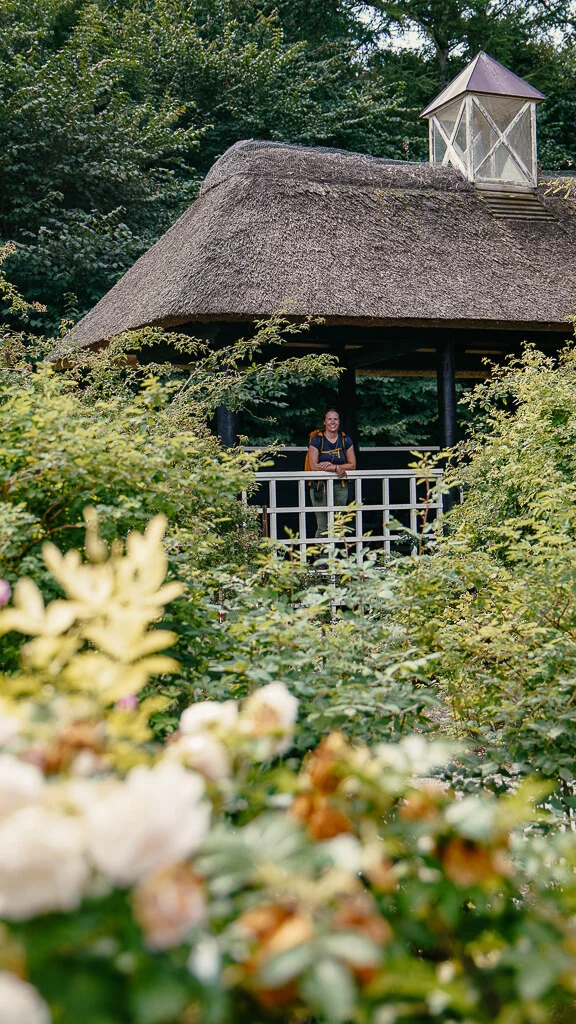 Rosengarten in Mariager in Himmerland, Dänemark