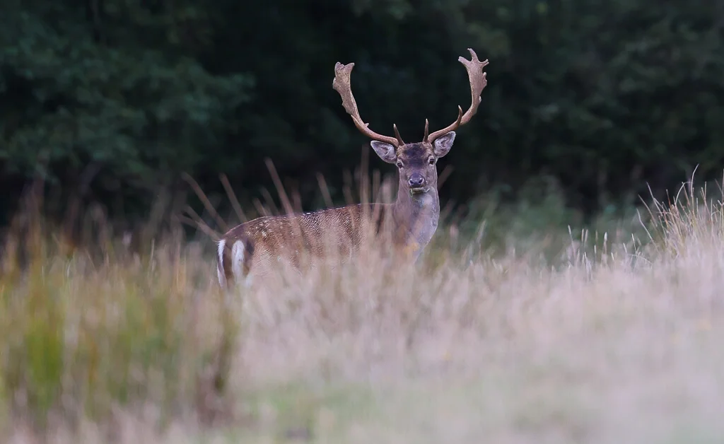 Damhirsch im riesigen Wildgehege Dyrehave am Haderslev Dam beim Wandern in Südjütland
