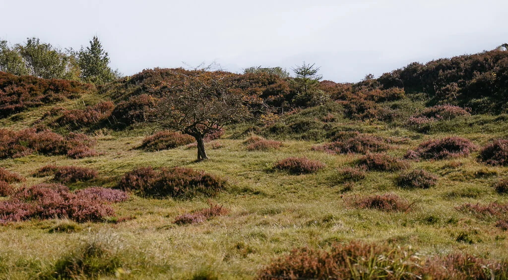 Südjütland - Wandern auf dem Frøslev Polde Wanderweg mit Heidelandschaft