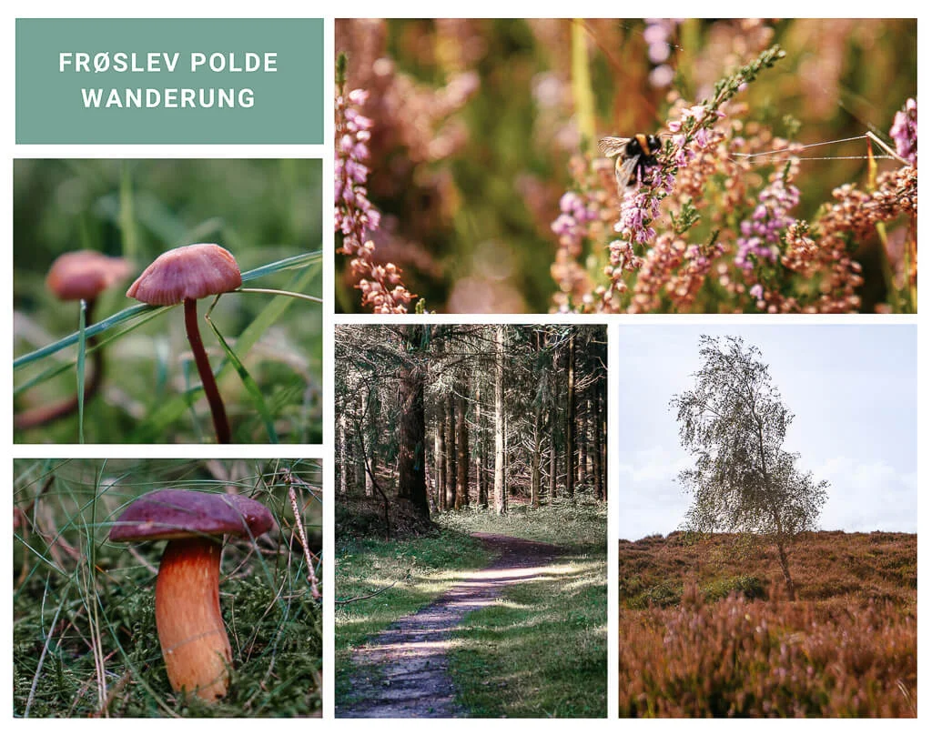 Südjütland/ Sønderjylland - Wandern auf dem Frøslev Polde Wanderweg durch Wald und Heide